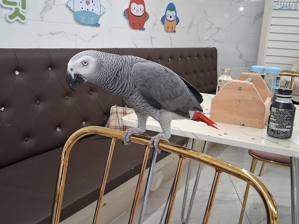 Foto de estado