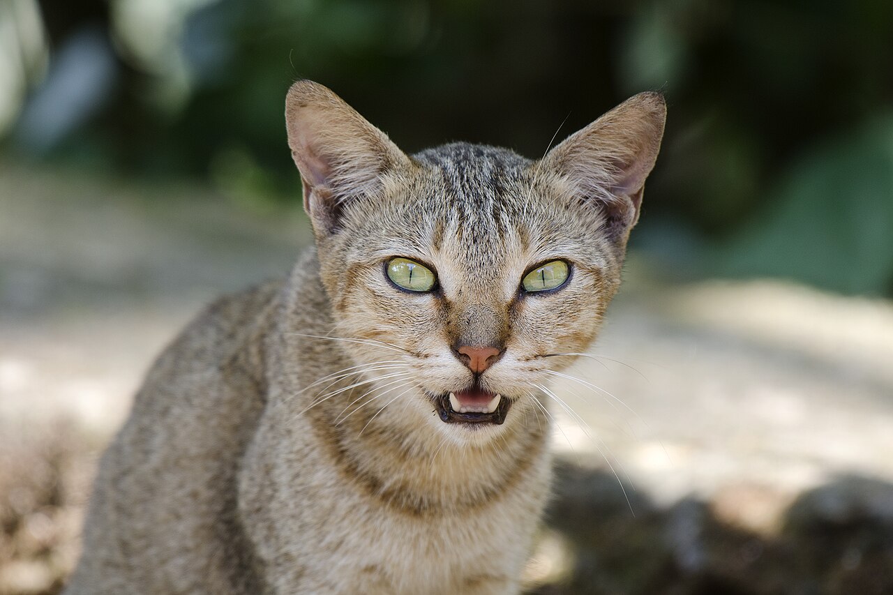 Photo in post